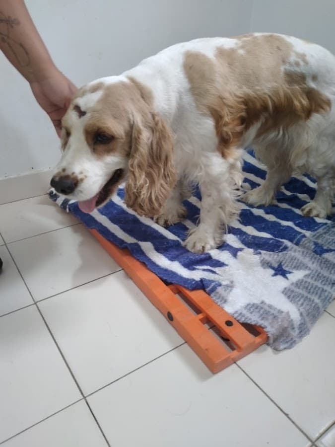 Mascotas Veterinaria — foto
