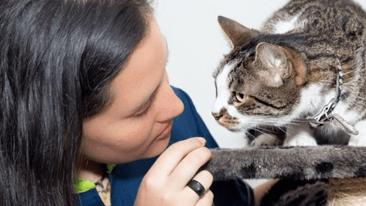 Pelos y Gatos