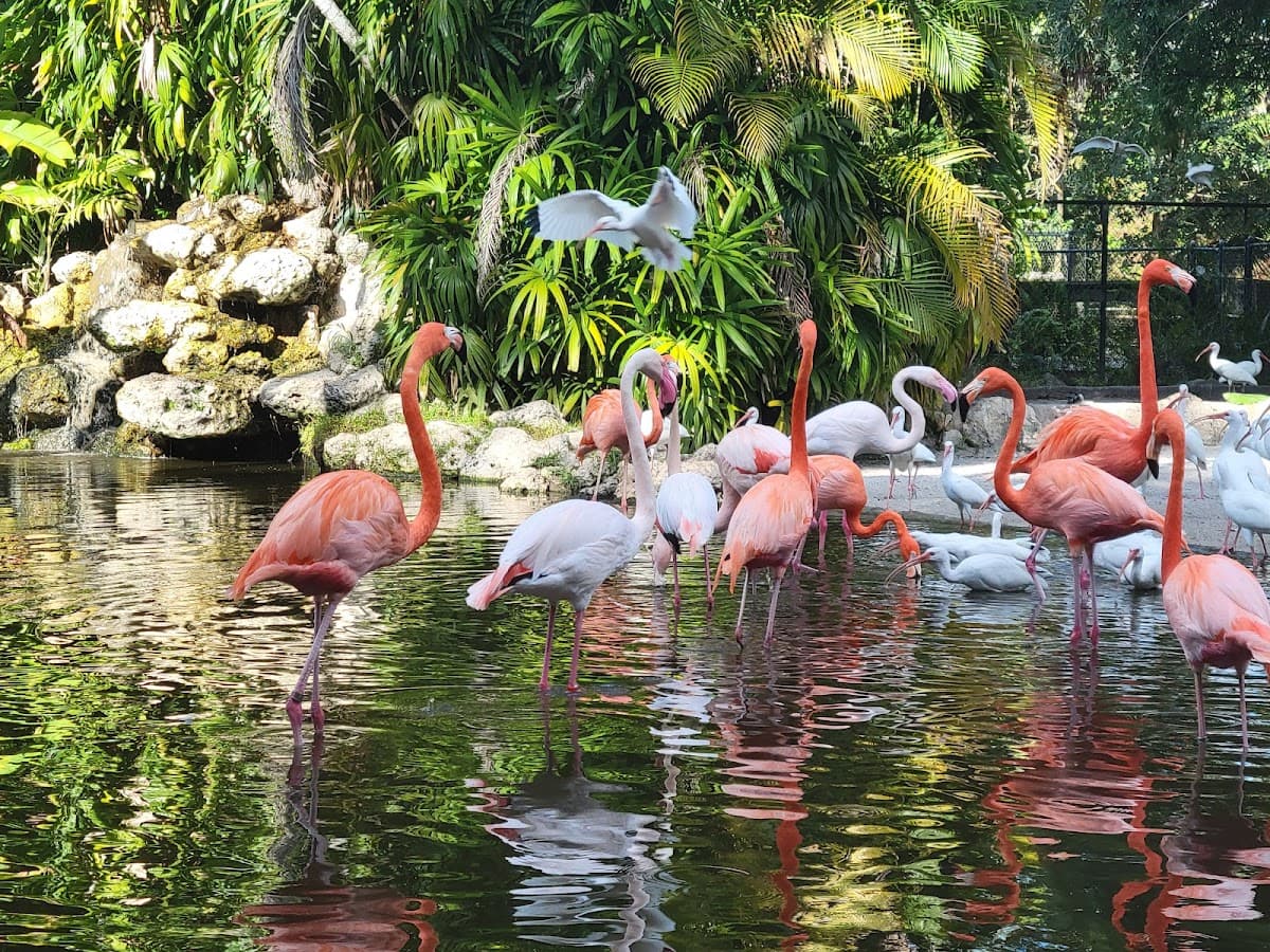 Flamingo Gardens