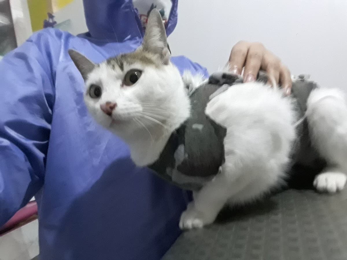 CLINICA VETERINARIA VET-SPA ALAK — foto