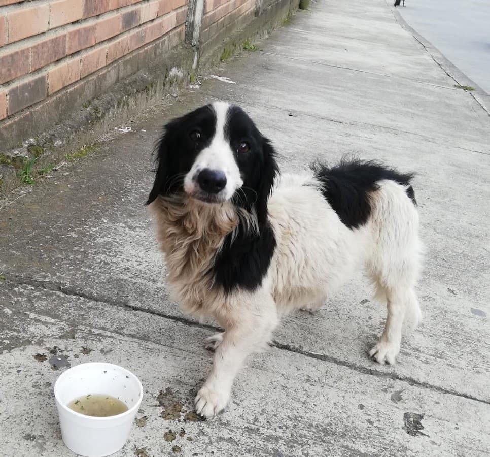 La Veterinaria