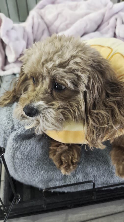 BluePearl Pet Hospital — foto