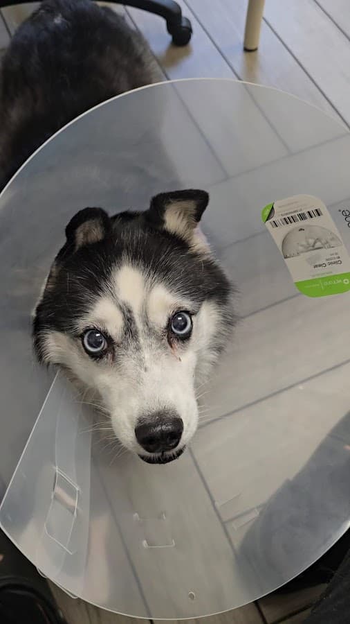 BluePearl Pet Hospital — foto
