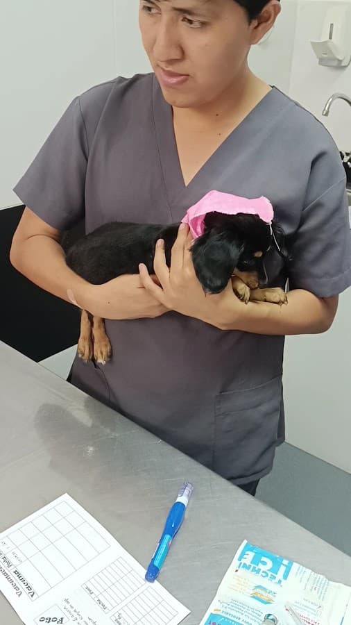 Hospetal - Clínica Veterinaria — foto