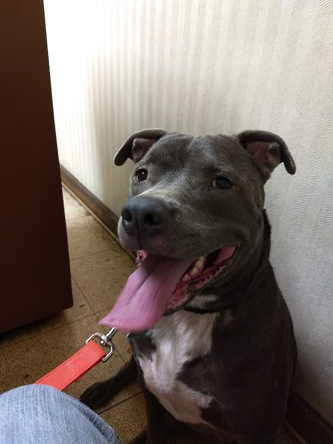 Rosemont Animal Clinic