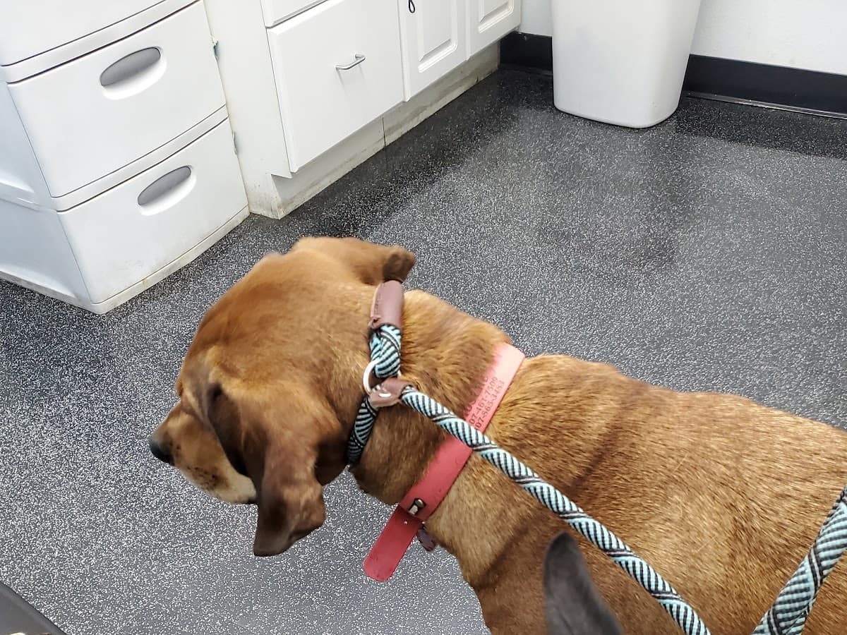 Rosemont Animal Clinic — foto