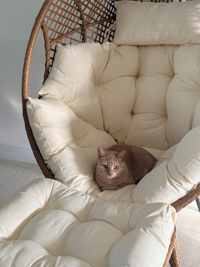 North Bay Animal Hospital — foto