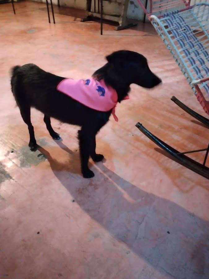 Clínica Veterinaria CORHUILA