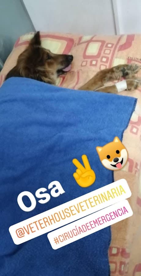 Veterinaria VETERHOUSE — foto
