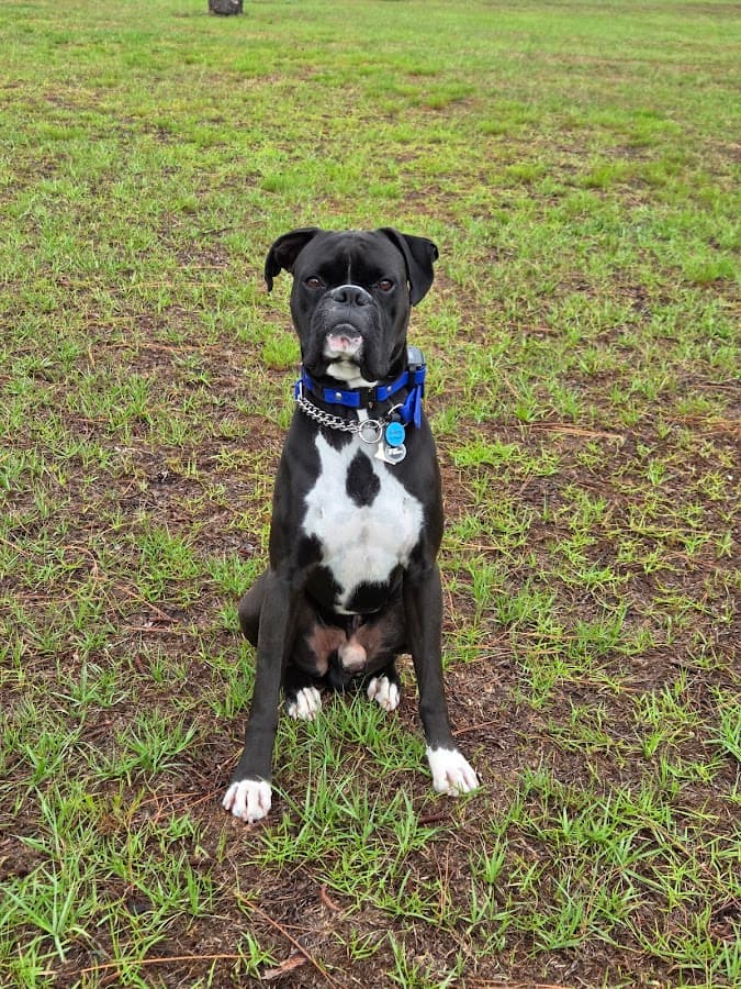 River City Veterinary Hospital — foto