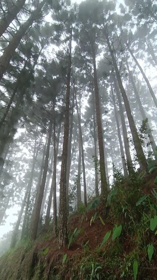 Parque Ecologico el Bambú — foto
