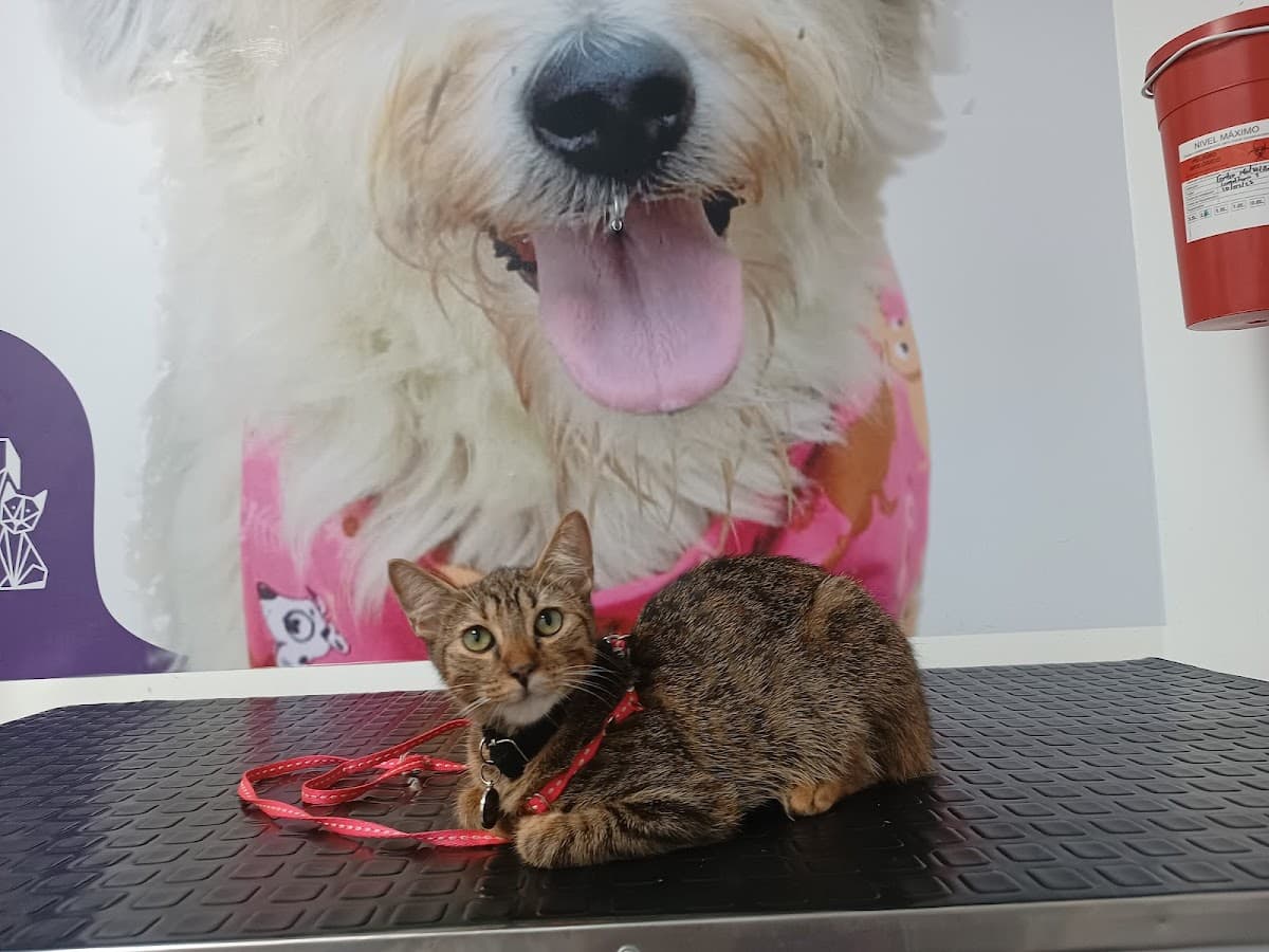 Centro Medico Veterinario Amatista