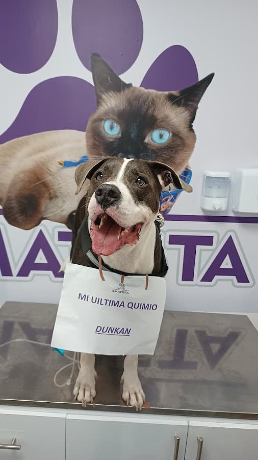 Centro Medico Veterinario Amatista — foto