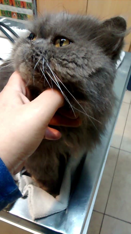 Hospital Veterinario Argos — foto