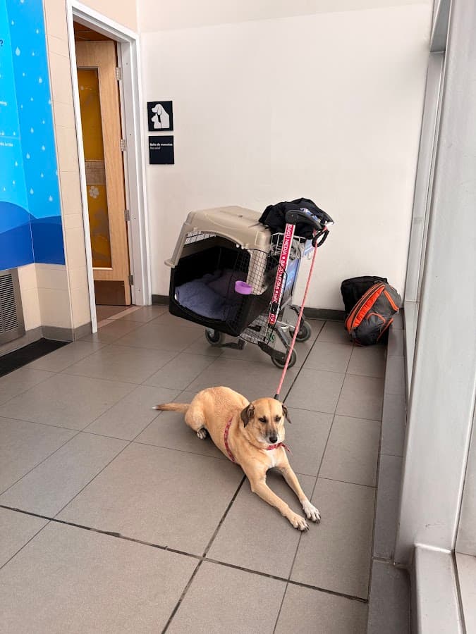 Vital Clinica Veterinaria & Pet Shop — foto