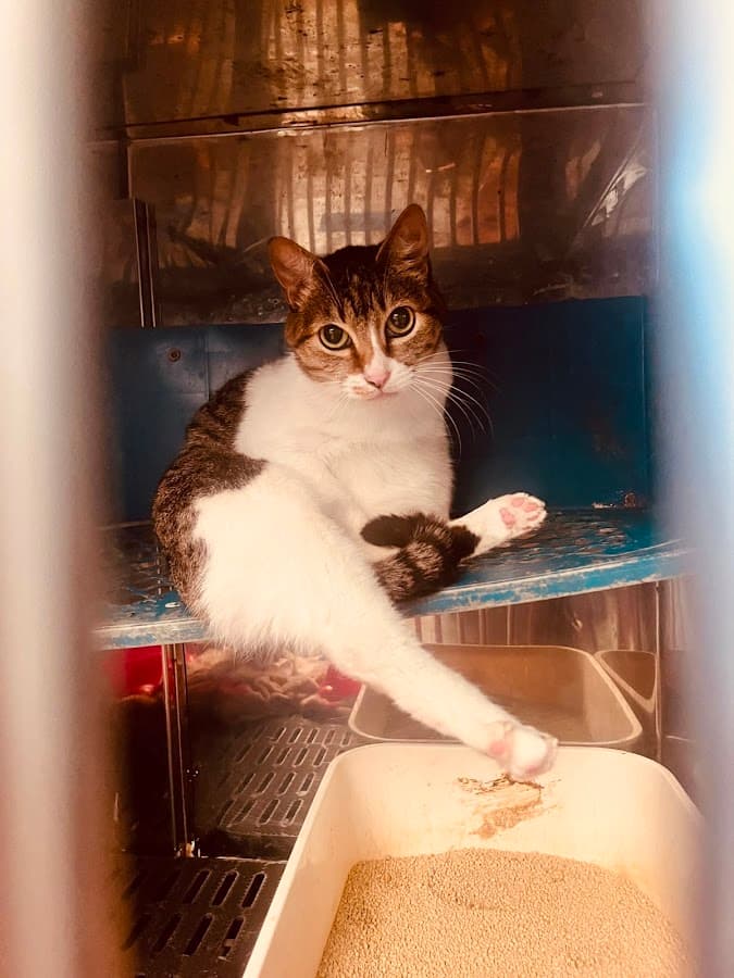 Clínica Veterinaria Villa Kanes — foto