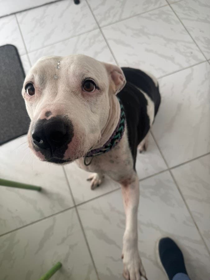 Clínica Veterinaria Villa Kanes — foto