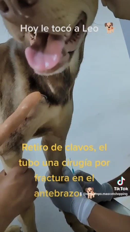 WAMPO VETERINARIA — foto