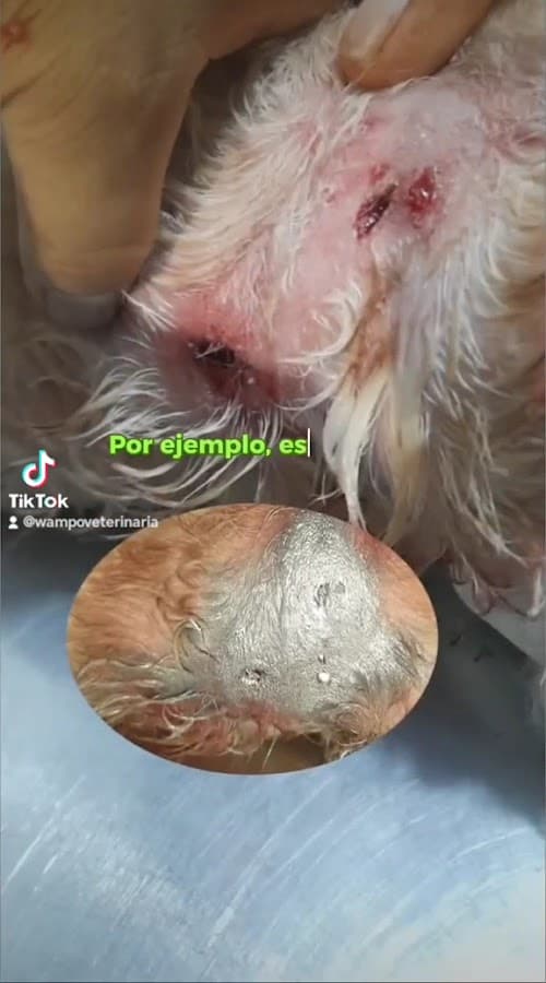 WAMPO VETERINARIA — foto