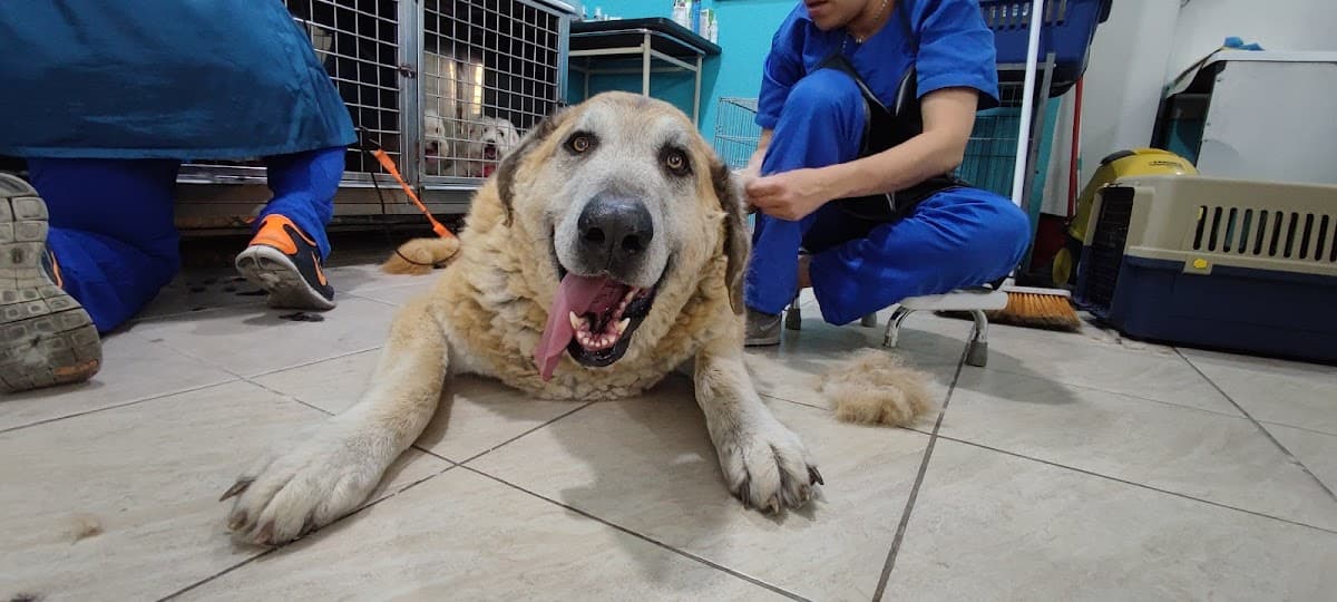 Centro Veterinario AMARU