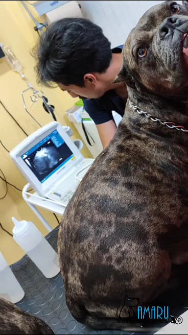 Centro Veterinario AMARU — foto
