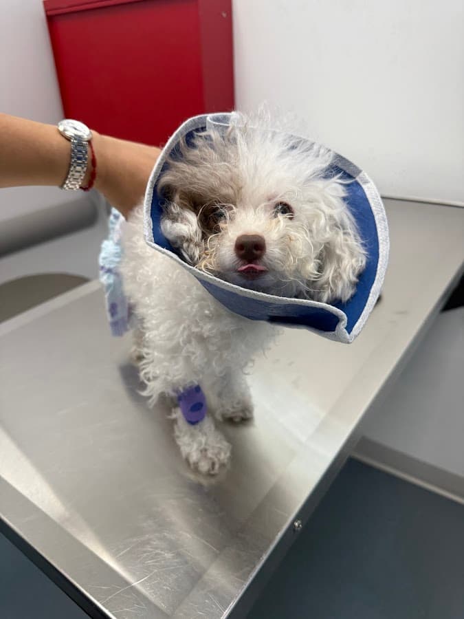 Thrive Pet Healthcare Specialists Miami — foto