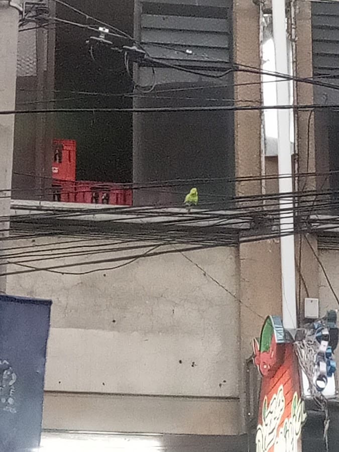 Mercado Félix Hinojosa — foto