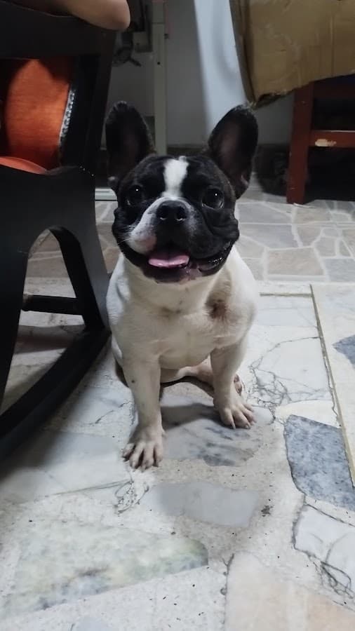 VETERINARIA A DOMICILIO EN NEIVA — foto