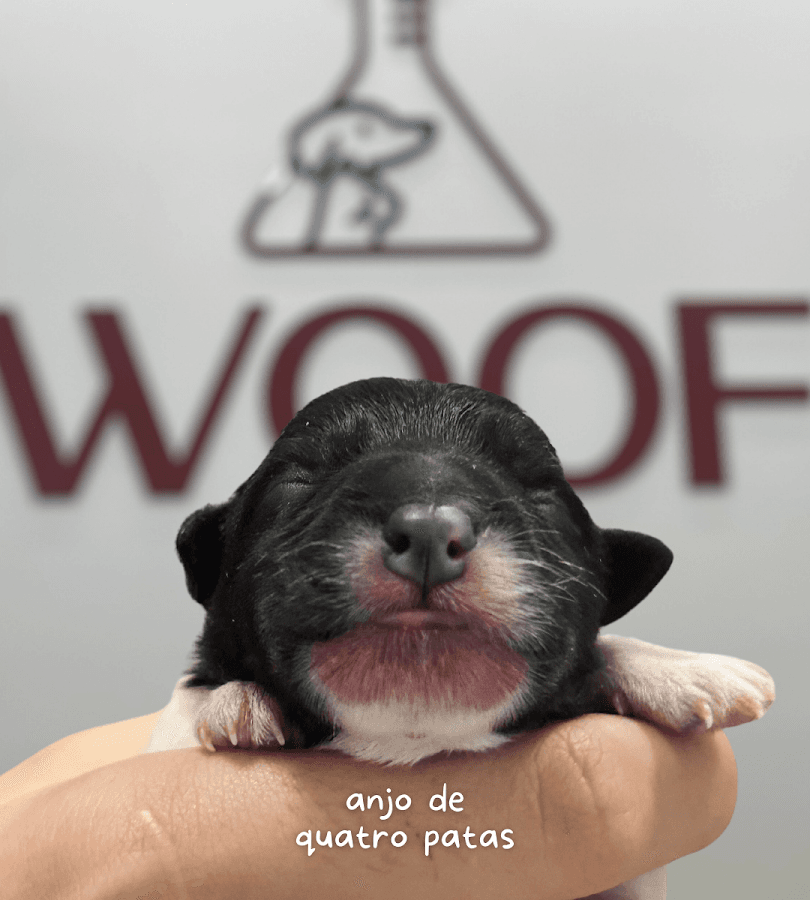 WOOF Clínica Veterinária e Laboratório 24h Plantão