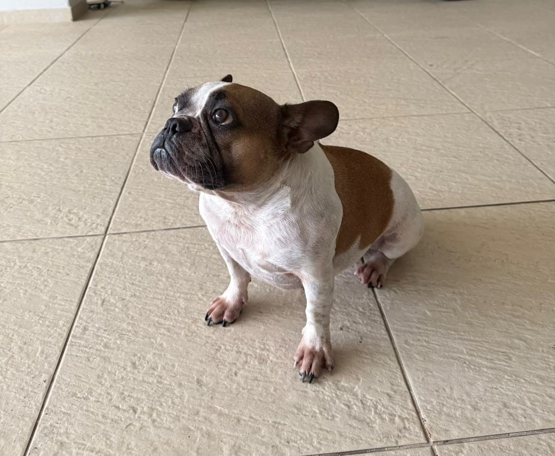 WOOF Clínica Veterinária e Laboratório 24h Plantão — foto