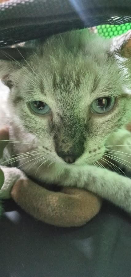 Amazon Cares Veterinaria — foto