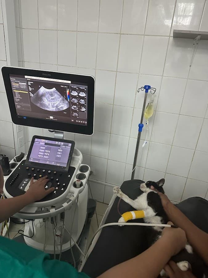 Clinica Veterinaria Guayaquil — foto