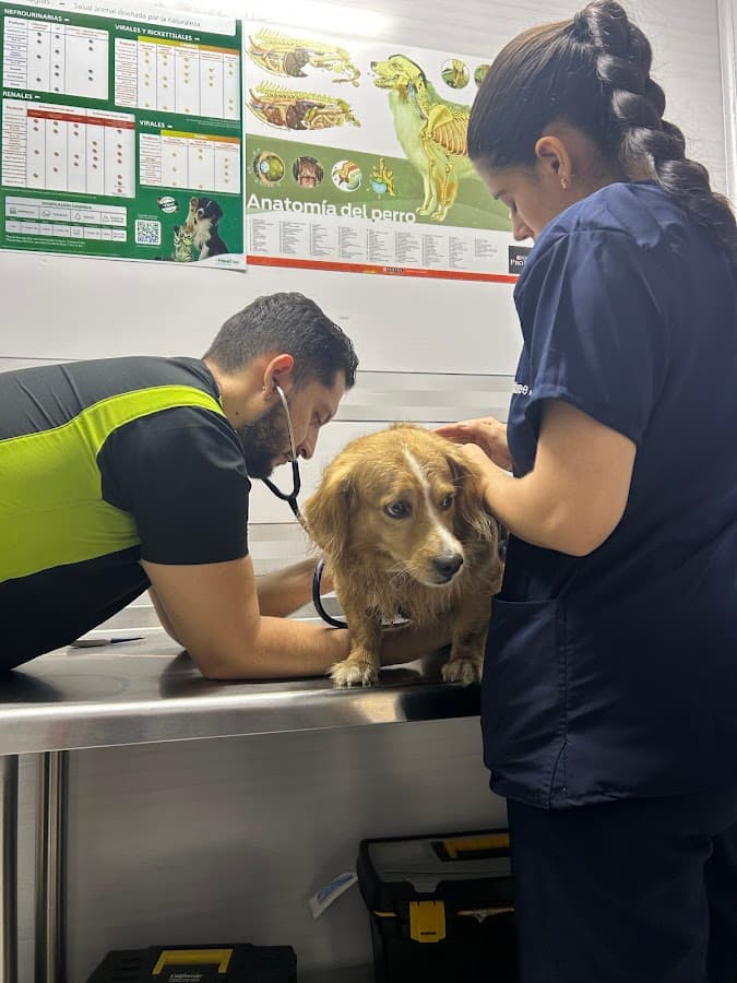Kabala Centro Veterinario — foto