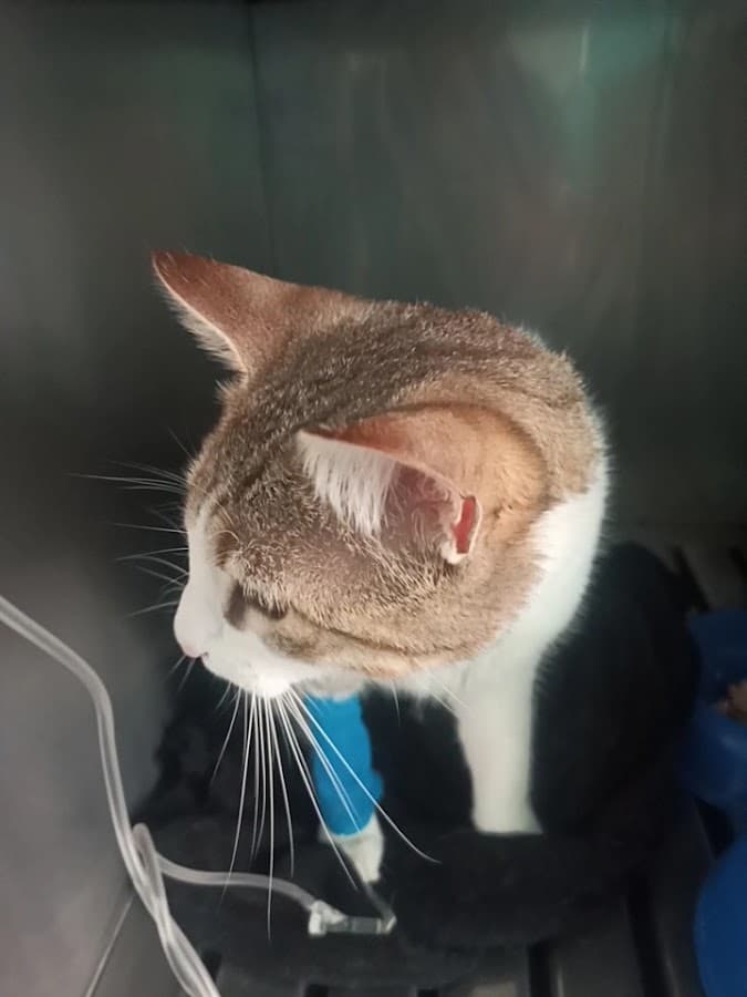 MiZoo Exotic Vet — foto
