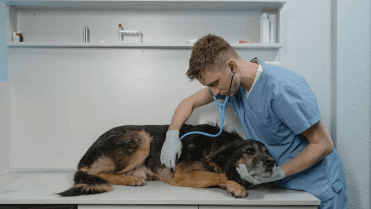 Kyron Veterinarios