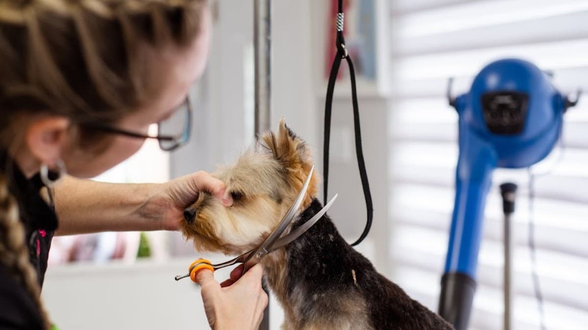 Kyron Veterinarios — foto