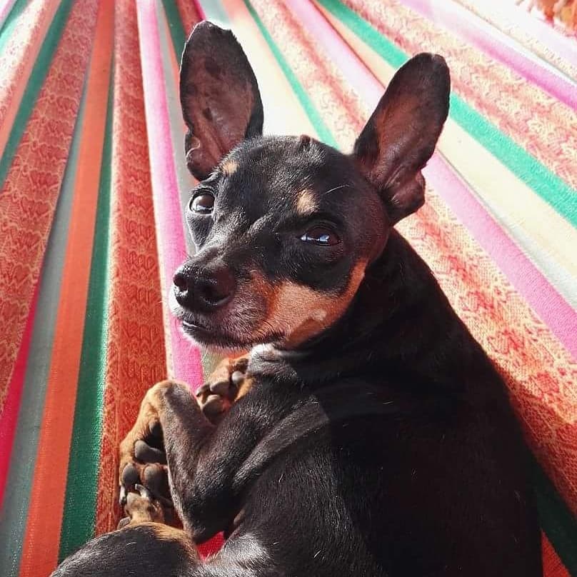 Drogueria Veterinaria el Becerrito