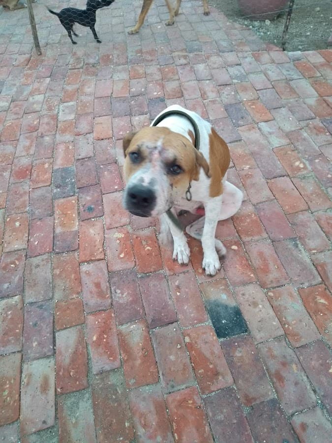 Drogueria Veterinaria el Becerrito — foto