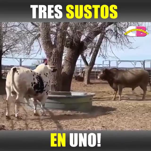 Drogueria Veterinaria el Becerrito — foto