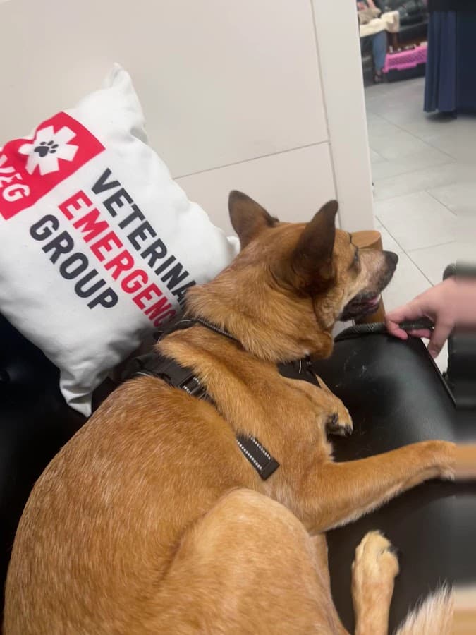VEG ER for Pets — foto