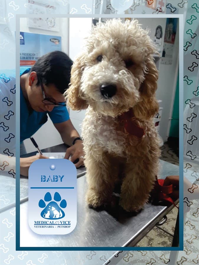 Veterinaria Medical Vice - Pet Shop — foto
