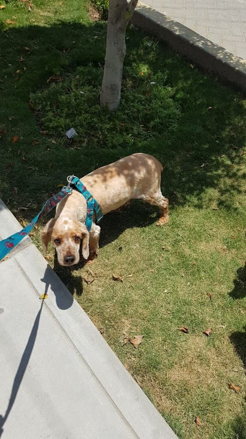 Veterinaria Pets' Life Piura — foto