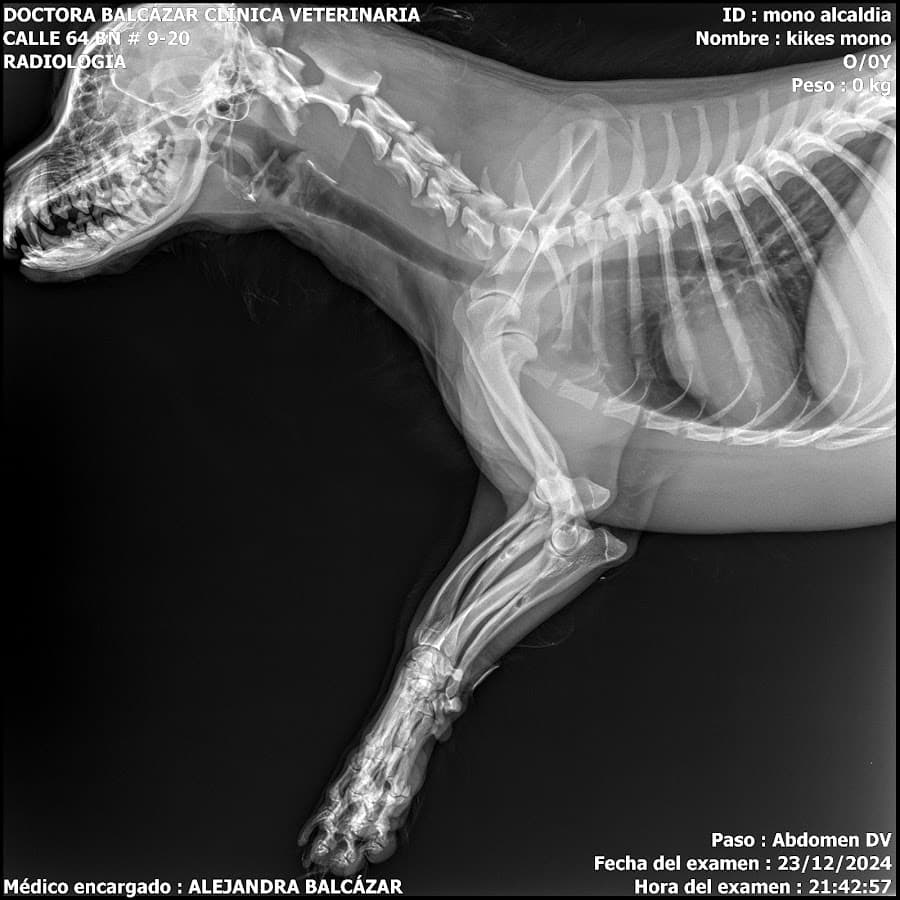 Doctora Balcazar Clinica Veterinaria — foto