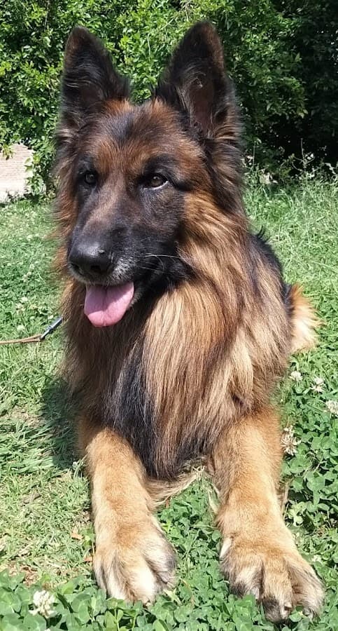 Veterinaria Puro Pelos — foto