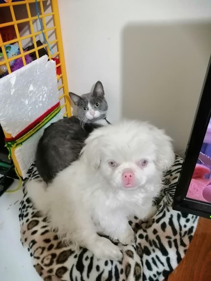 Veterinaria Puro Pelos — foto