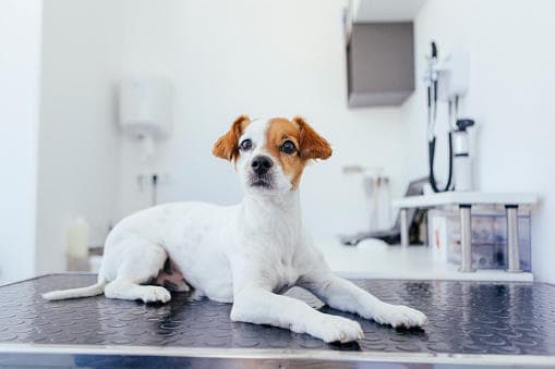 Veterinaria Medical Zoo — foto