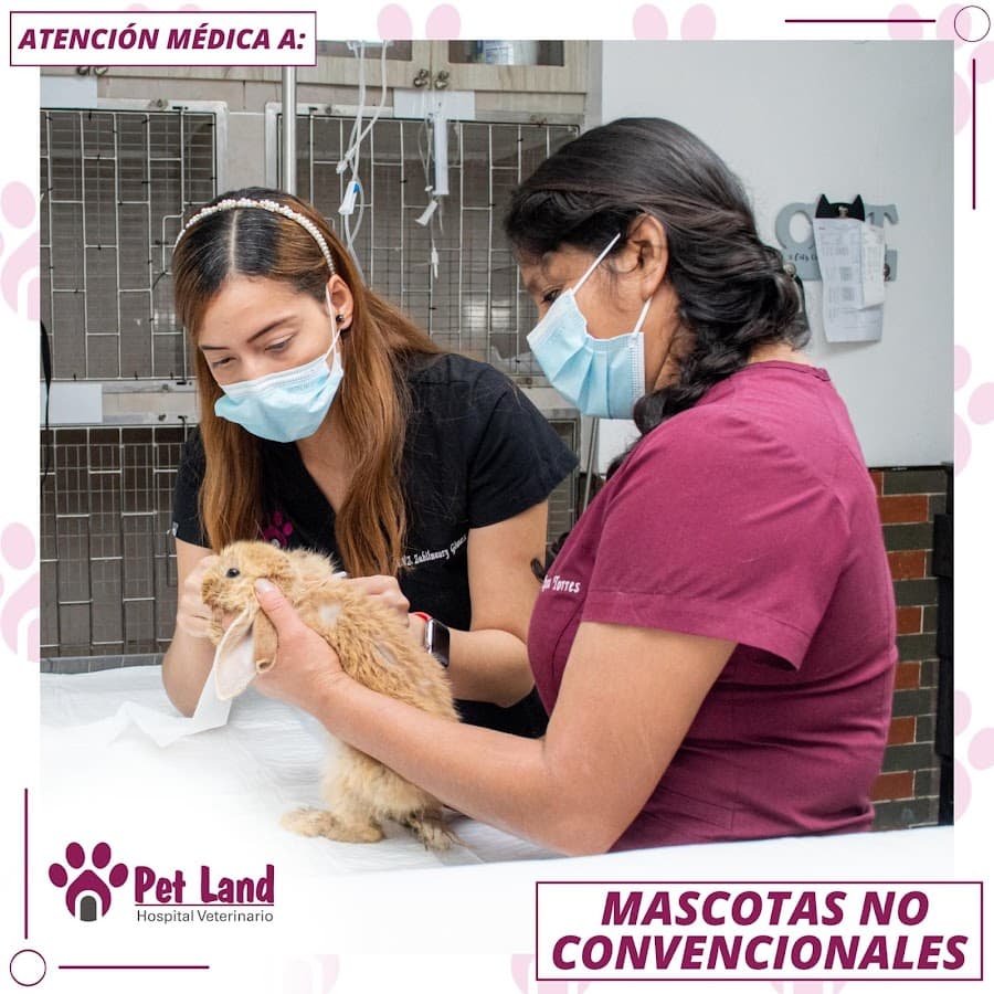 Pet Land Hospital Veterinario — foto