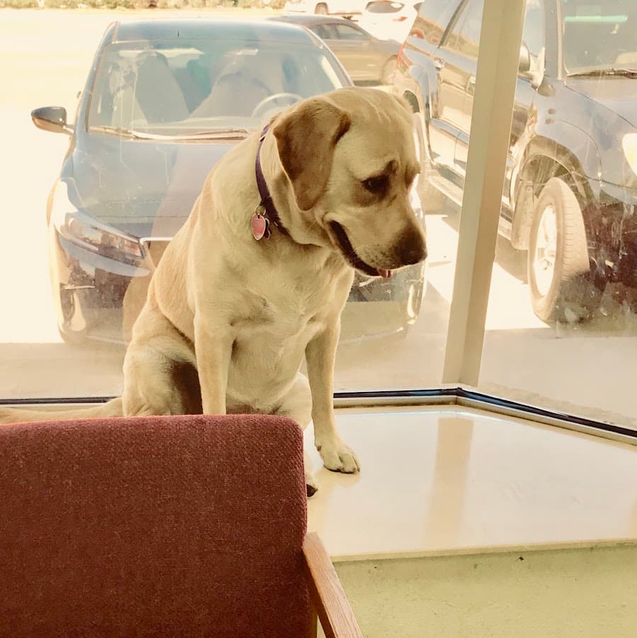 Lee Rd. Pet Doc Hospital — foto