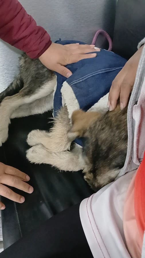 Clínica Veterinaria Mr. Guau — foto