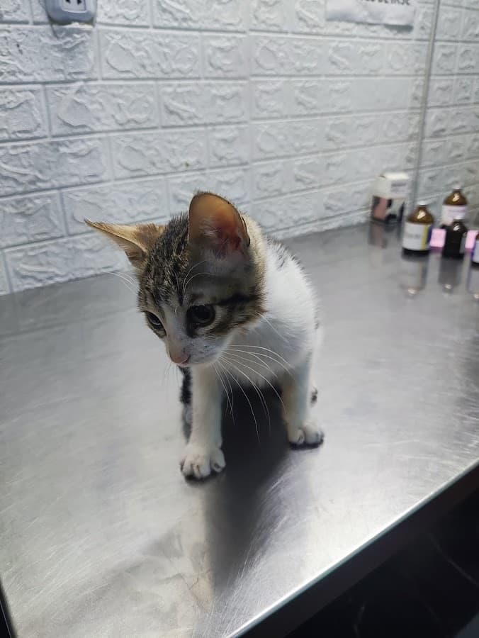 Veterinaria NO TE OLVIDES DE MI